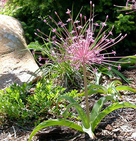 Allium schubertii 